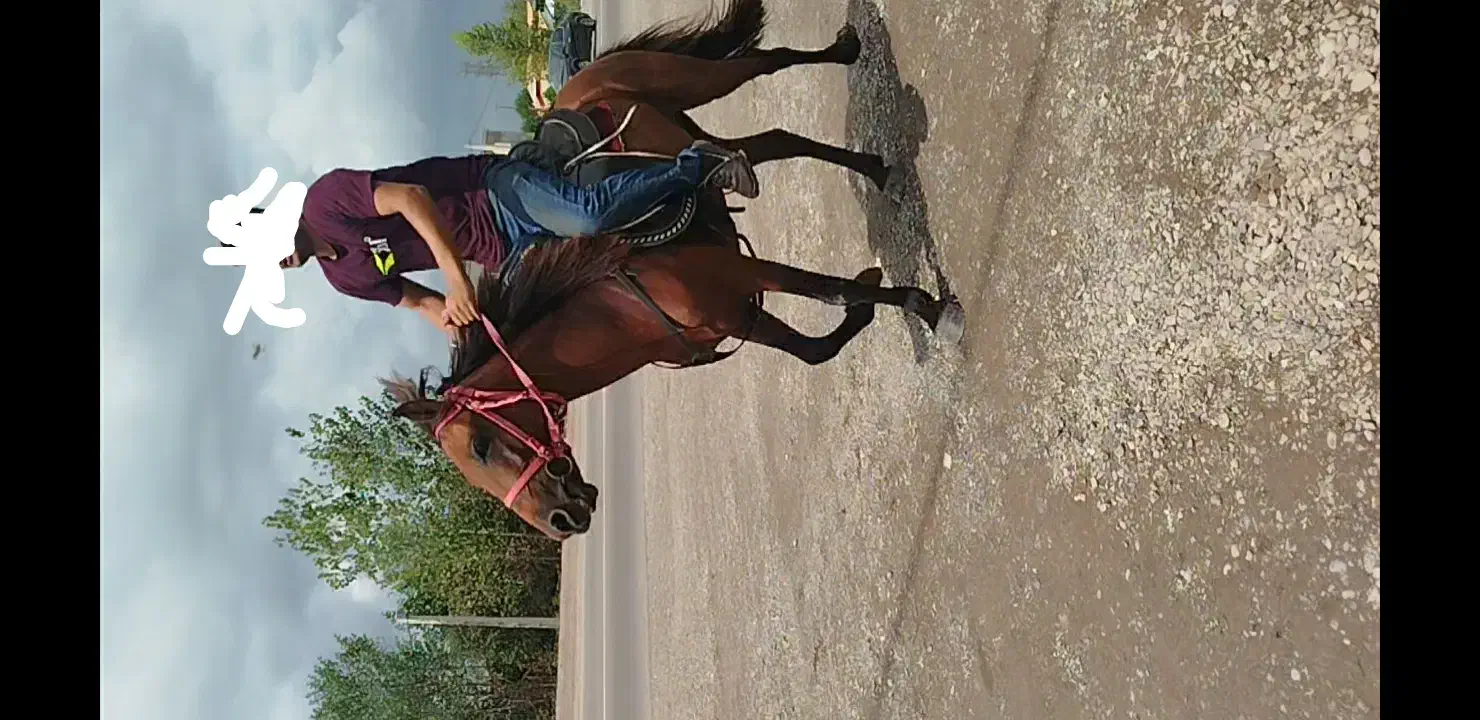 اسب ۴نیم ساله سواری|اسب و تجهیزات اسبسواری|رشت, گلباغ نماز|دیوار