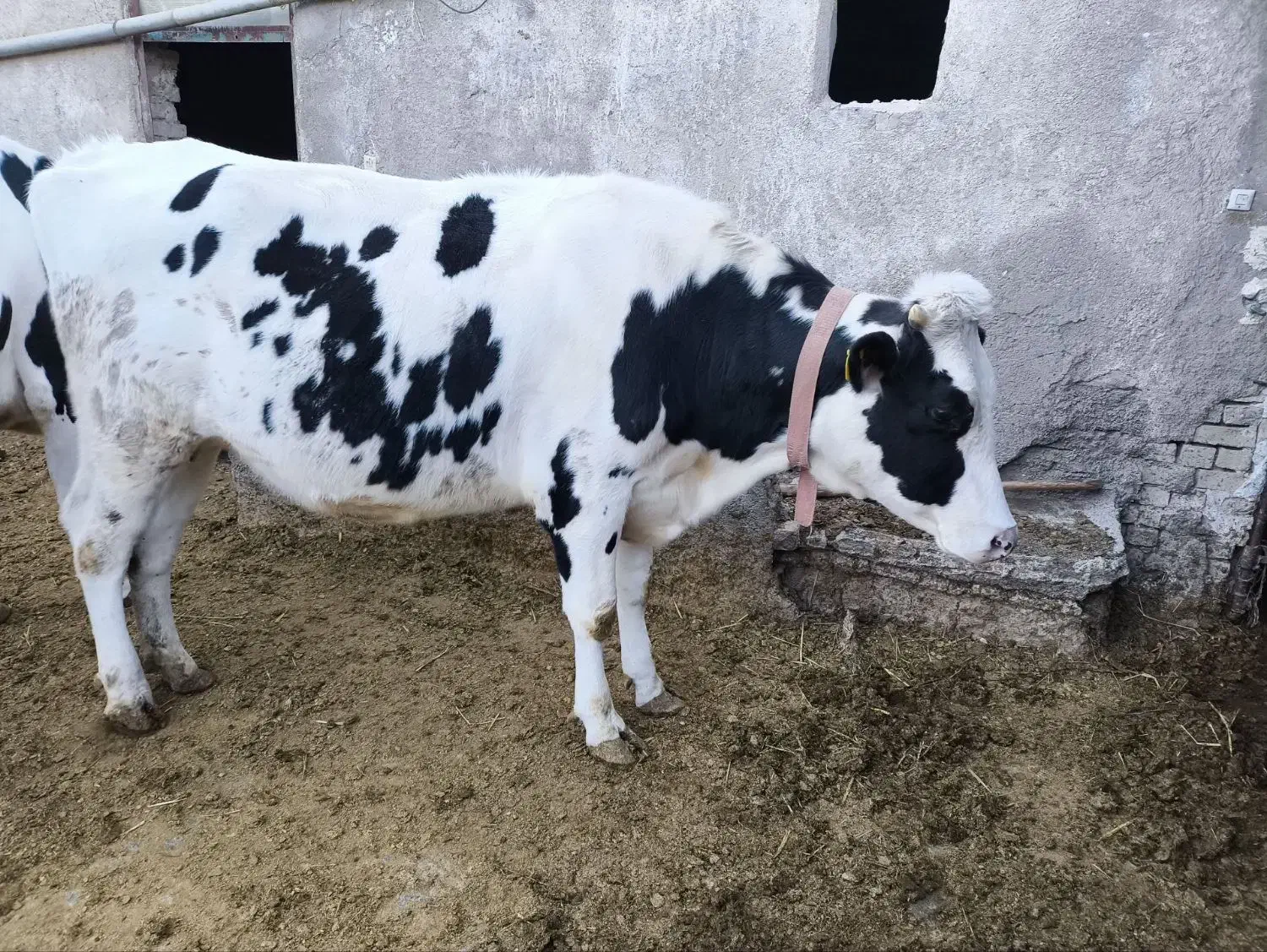 گاو تلیسه|حیوانات مزرعه|قوچان, |دیوار