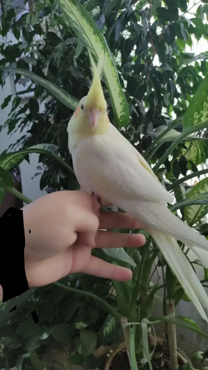 جوجه عروس هلندی|پرنده|قم, پردیسان|دیوار