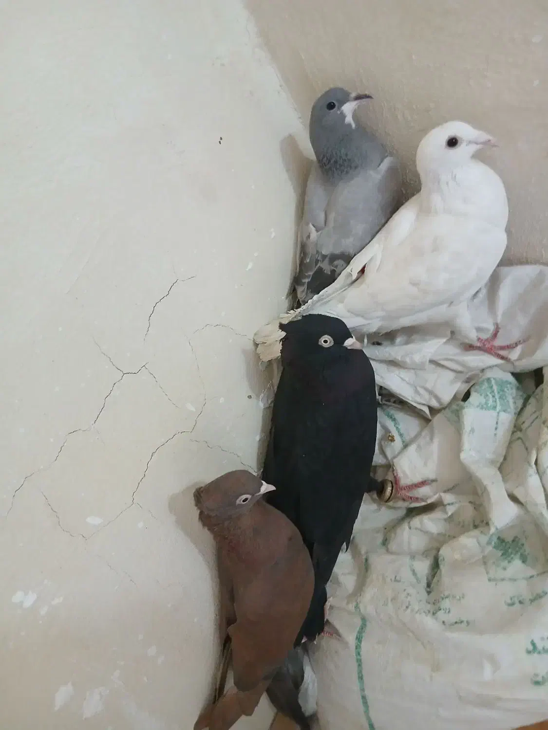 تعدادی کبوتر|پرنده|فولادشهر, مسکن مهر فولادشهر|دیوار