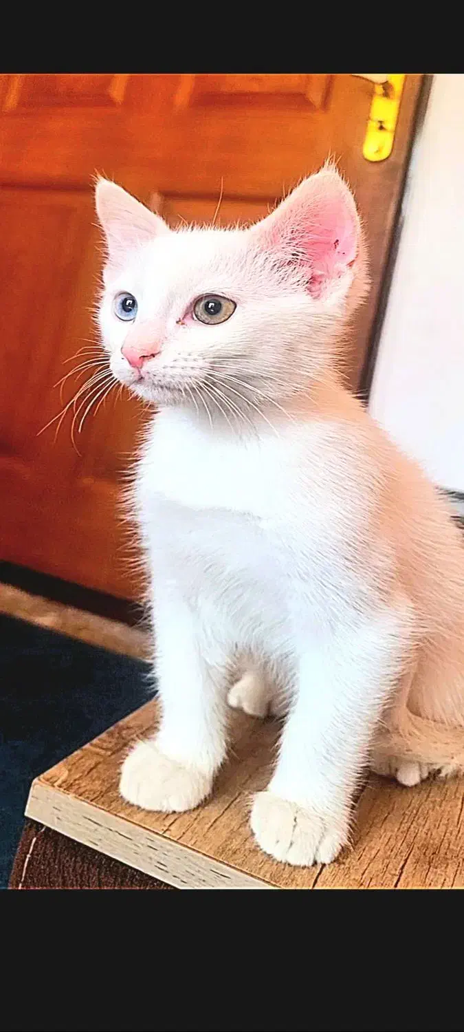 گربه اسکاتیش سفید چشم دو رنگ|گربه|کرمان, |دیوار