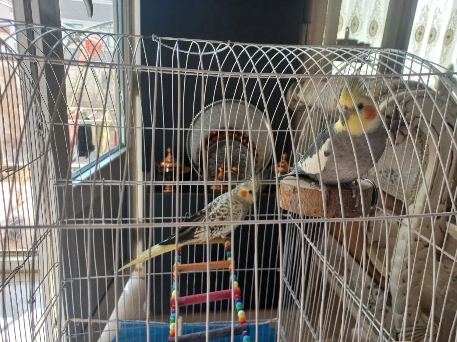 پرنده|پرنده|قزوین, |دیوار