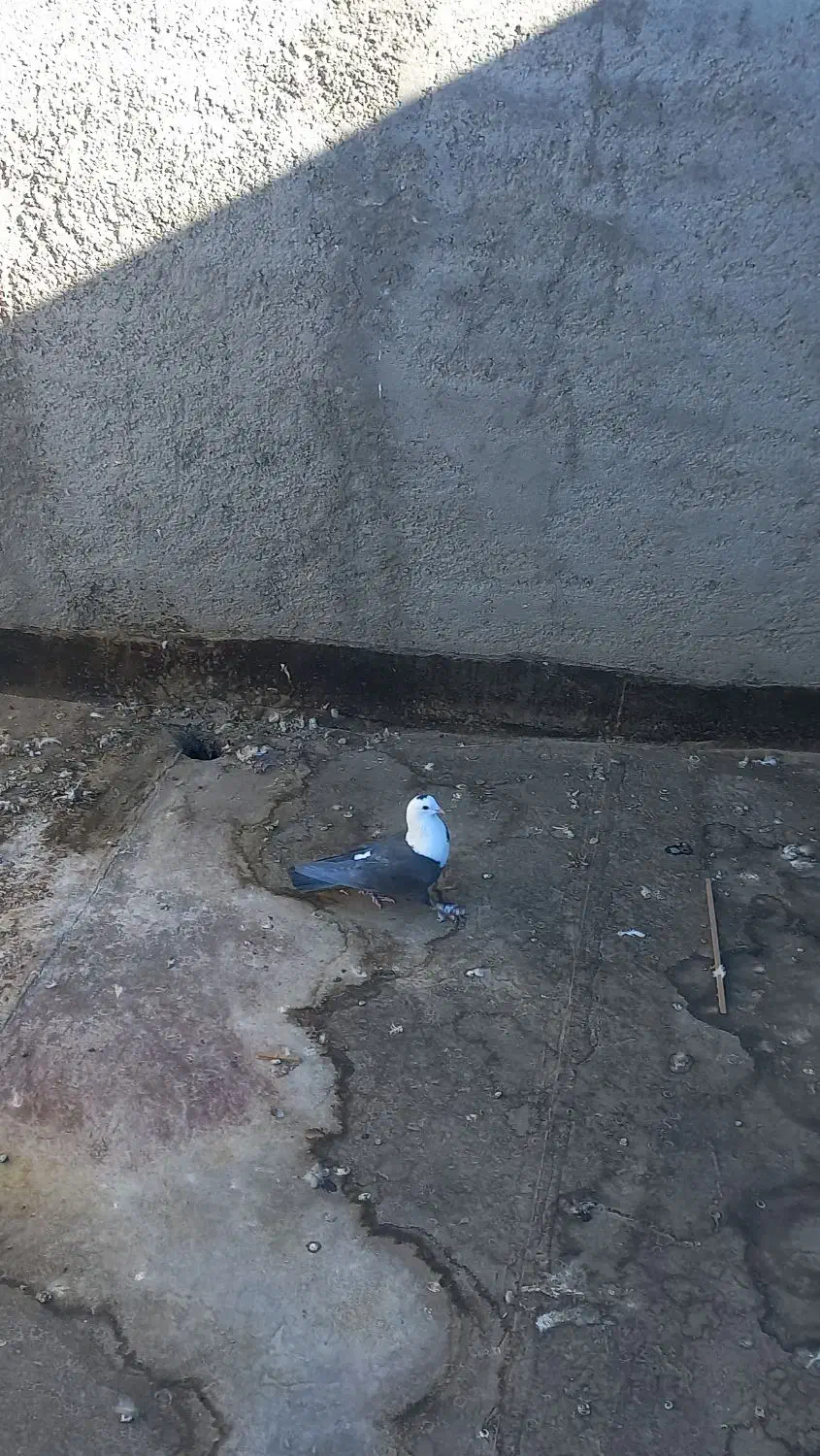 کلاغ سیاه ماده پررنگ|پرنده|تربت‌حیدریه, ده پائین|دیوار