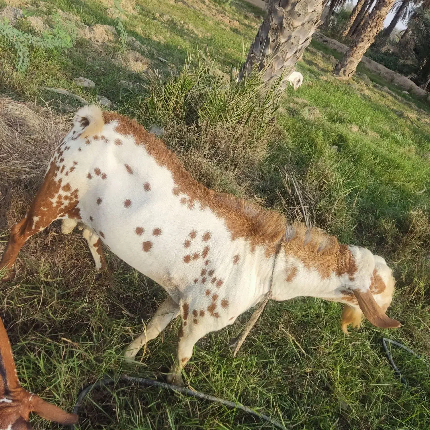 نری|حیوانات مزرعه|تخت, |دیوار