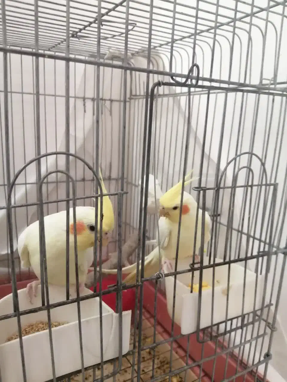 عروس هلندی لوتینو|پرنده|قم, انصارالحسین|دیوار