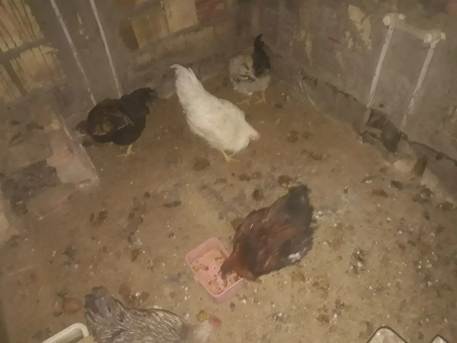 مرغ و خروس|حیوانات مزرعه|بیرجند, |دیوار