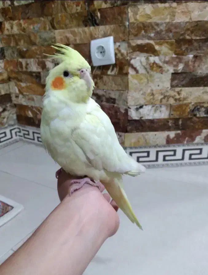 عروس هلندی معاوضه با کتوله برزیلی|پرنده|اراک, |دیوار