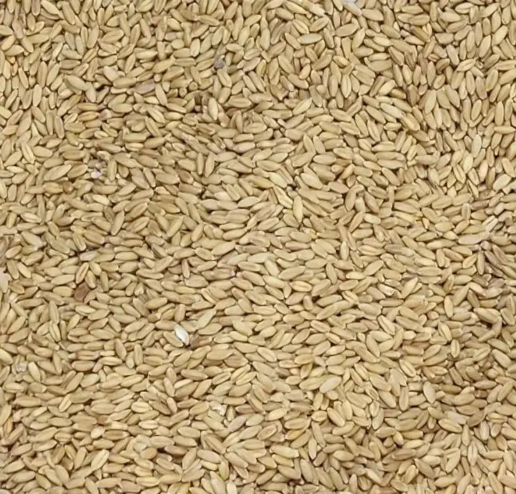 گندم کبوتری|خدمات باغبانی و درختکاری|شاهدشهر, |دیوار