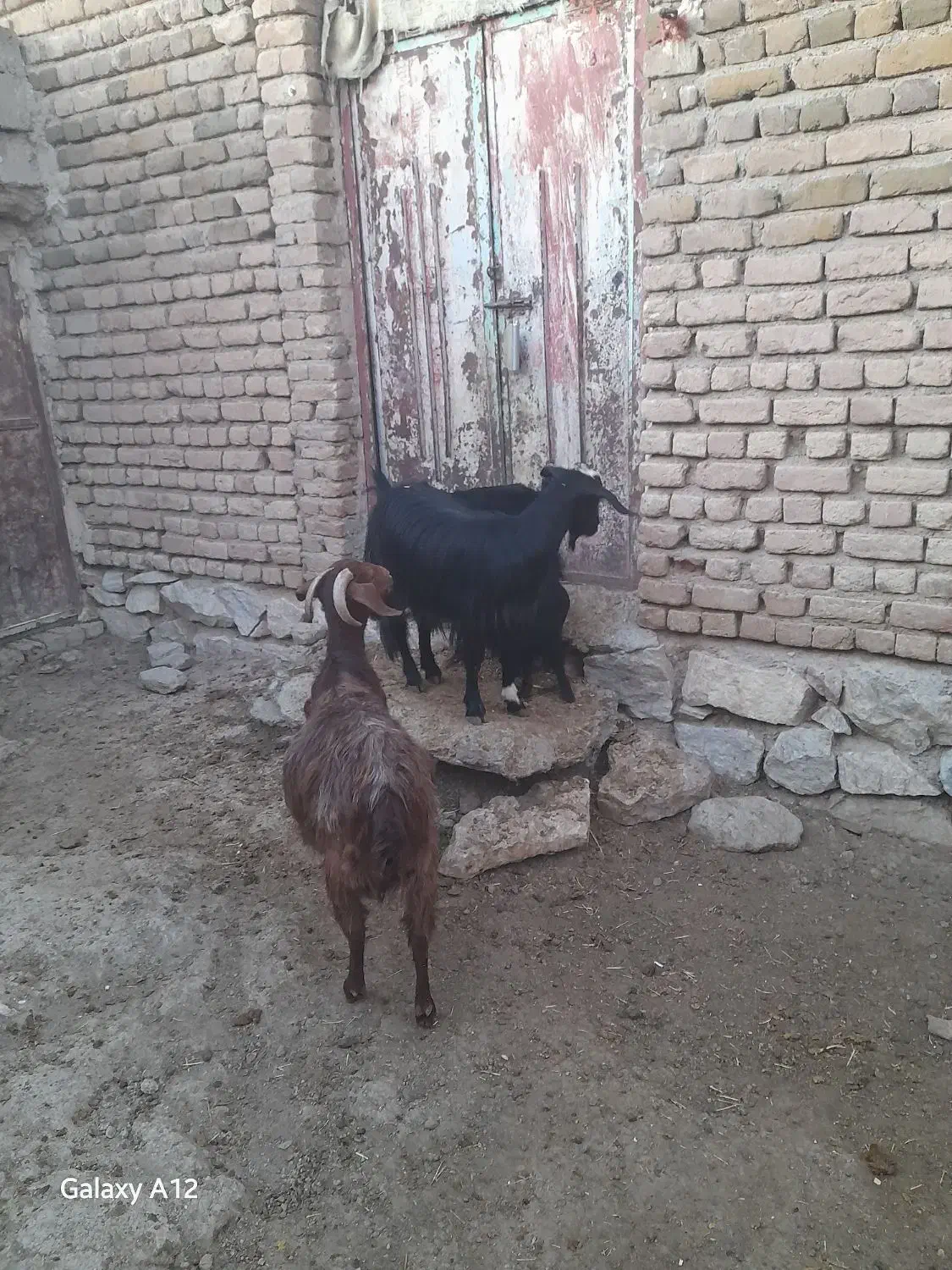 دوراس‌بز‌وبزغاله|حیوانات مزرعه|دهگلان, |دیوار