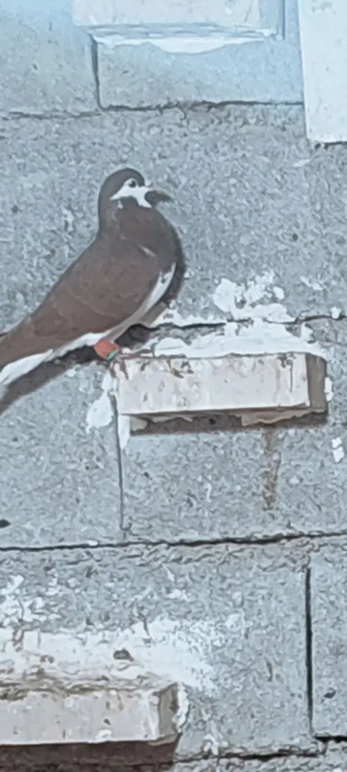 سیدی گم شده|حیوانات|شوشتر, |دیوار