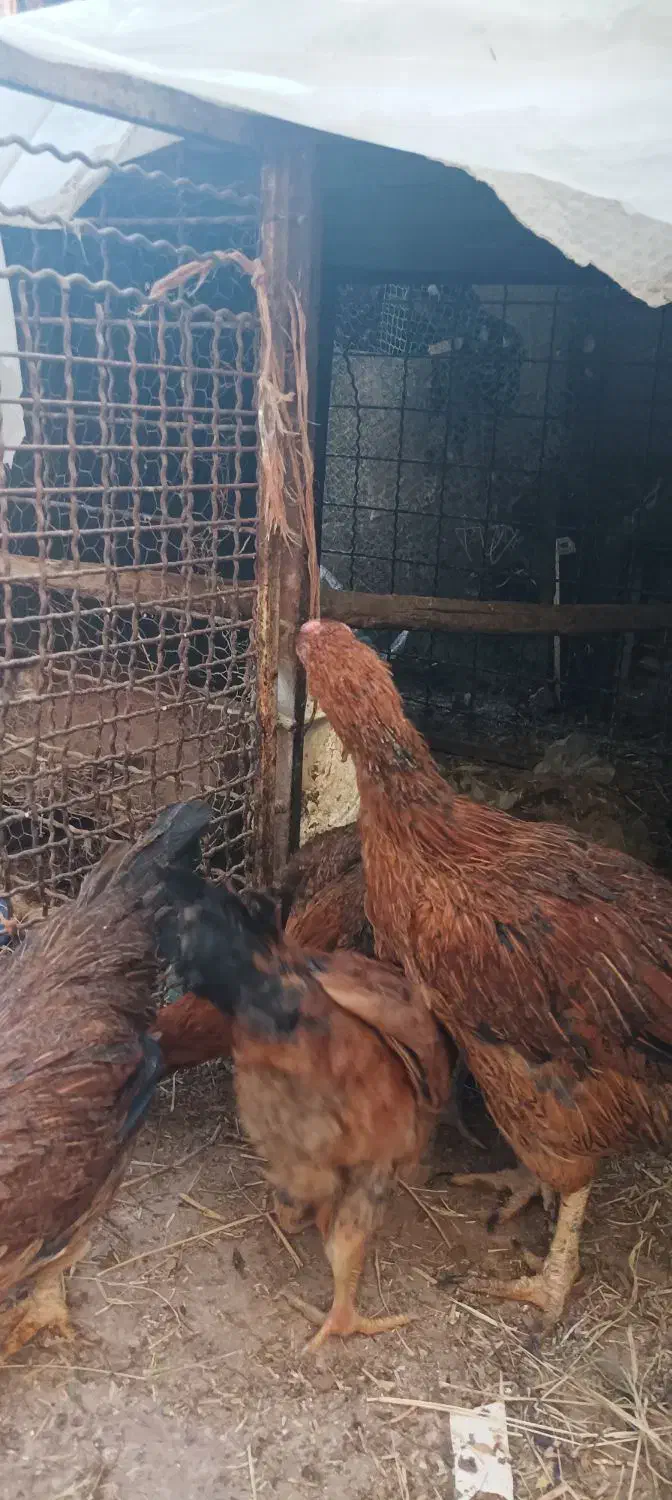 مرغ لاری|حیوانات مزرعه|تربتحیدریه, پائین ولایت|دیوار