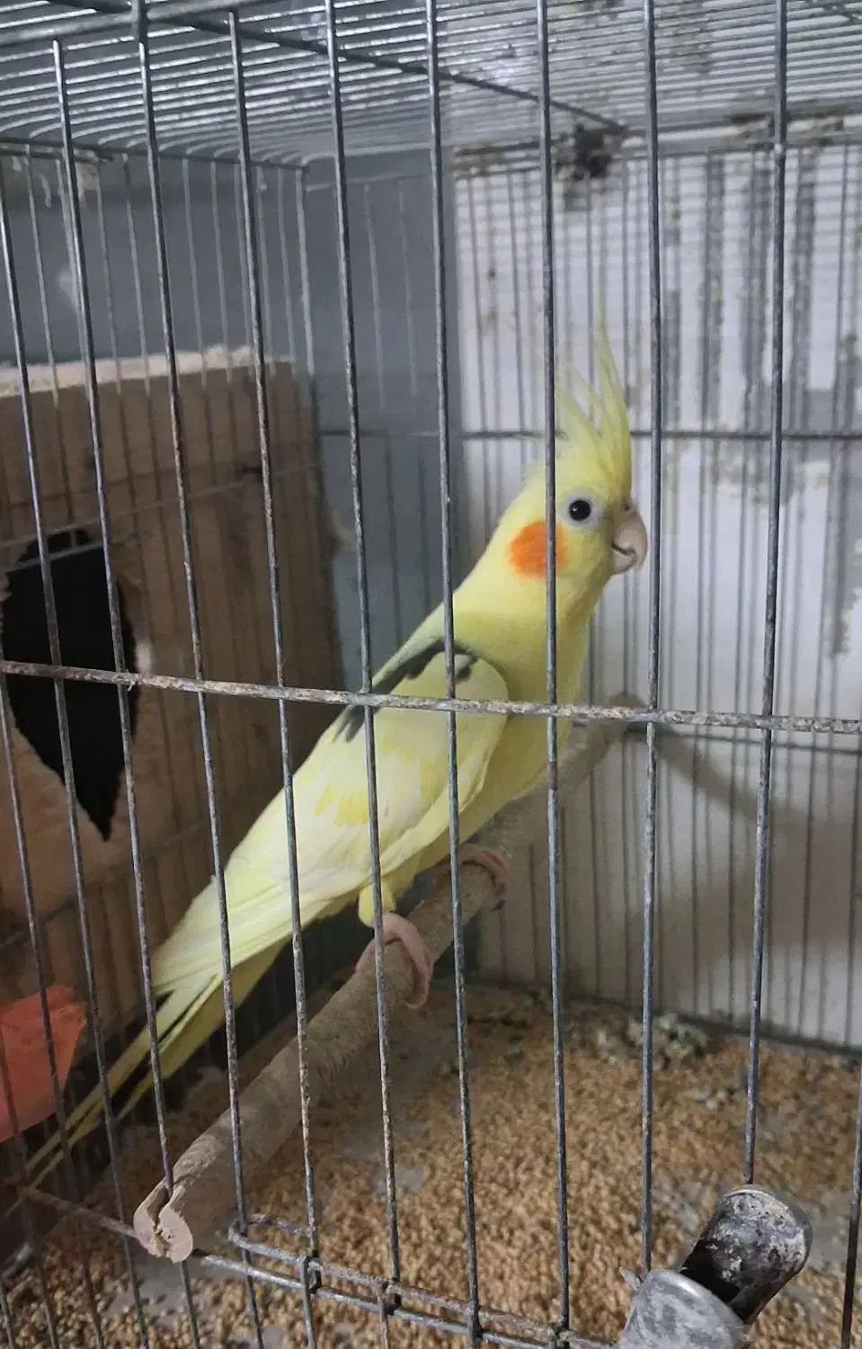 تعدادی عروس هلندی لوتینو وآلبینو|پرنده|بندر انزلی, معلم|دیوار