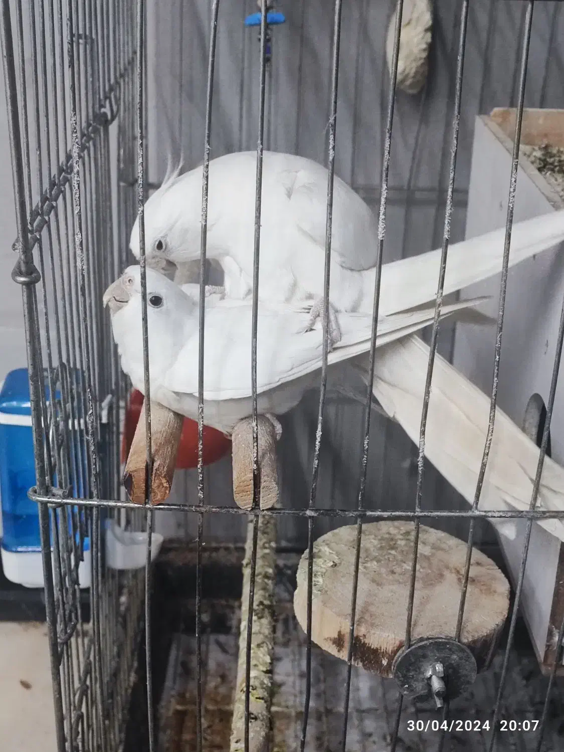 عروس هلندی البینو مولد|پرنده|اسلامشهر, مظفریه|دیوار