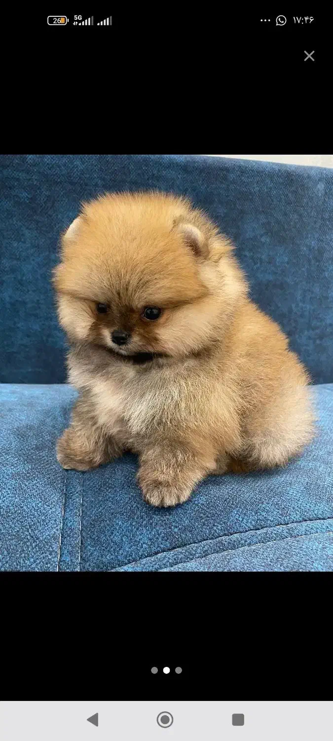 پامر خرسی|سگ|اصفهان, صدف|دیوار