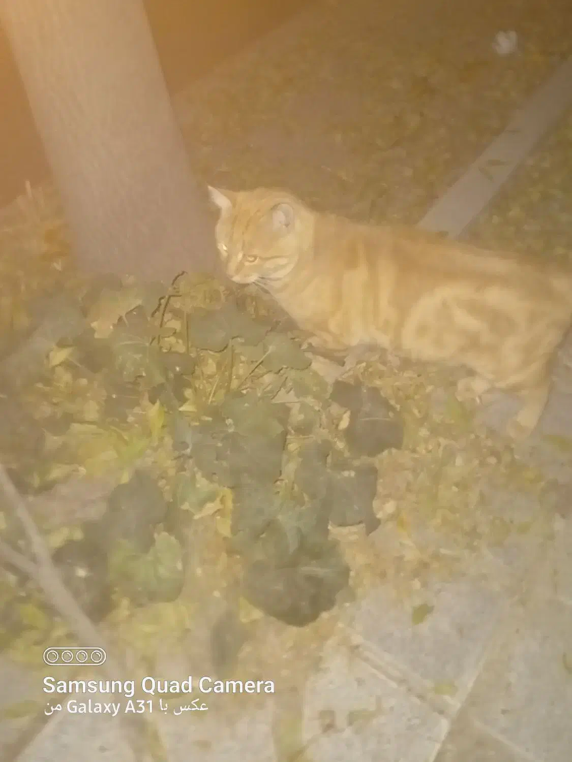 گربه|گربه|کرمانشاه, |دیوار