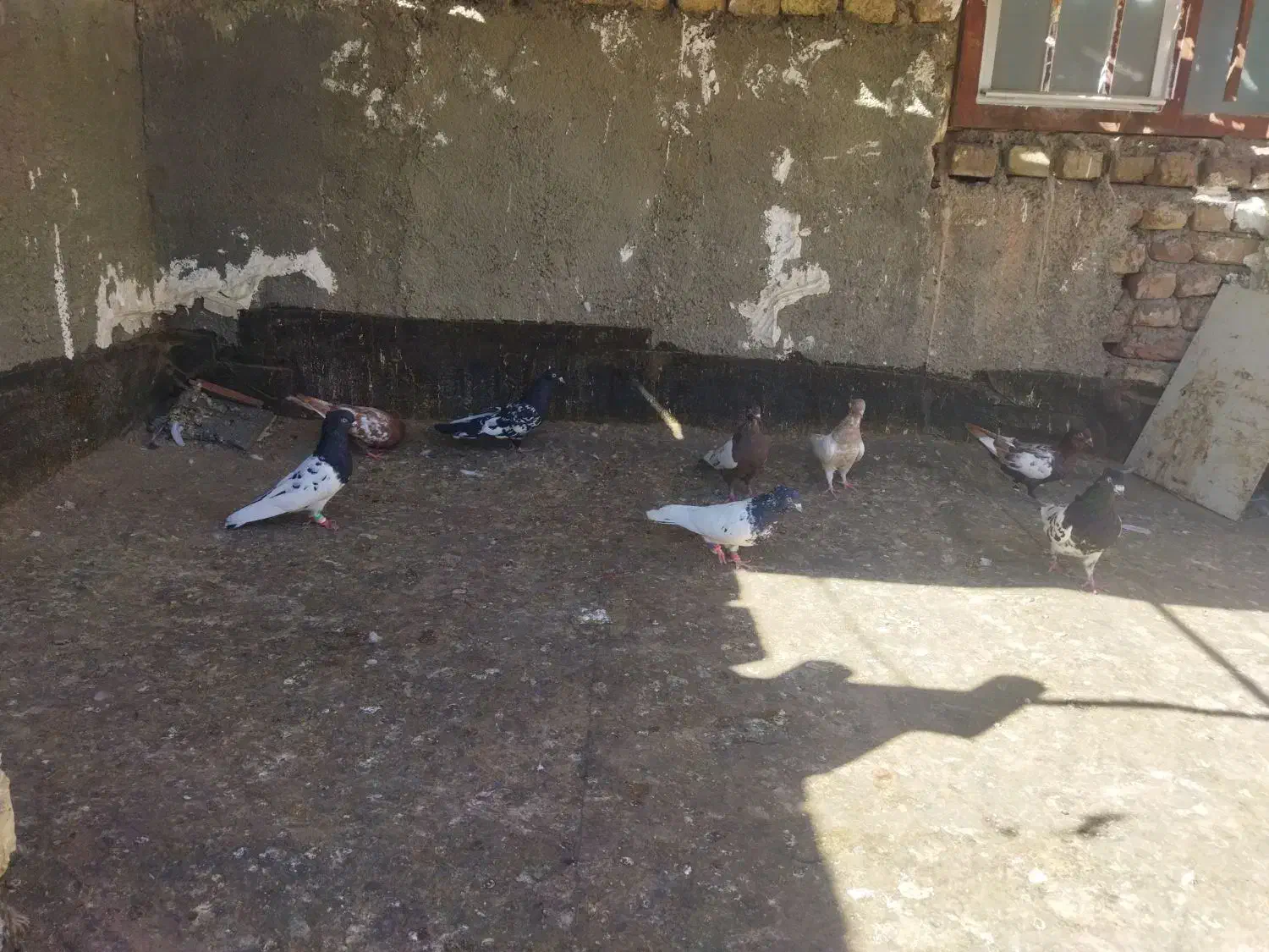 کبوتر|پرنده|چناران, |دیوار