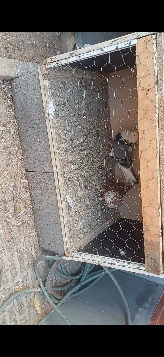 کبوتر|پرنده|لاران, |دیوار