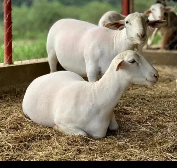 کارگر نگهبان دامداری|استخدام سرایداری و نظافت|شاهینشهر, گرگاب|دیوار