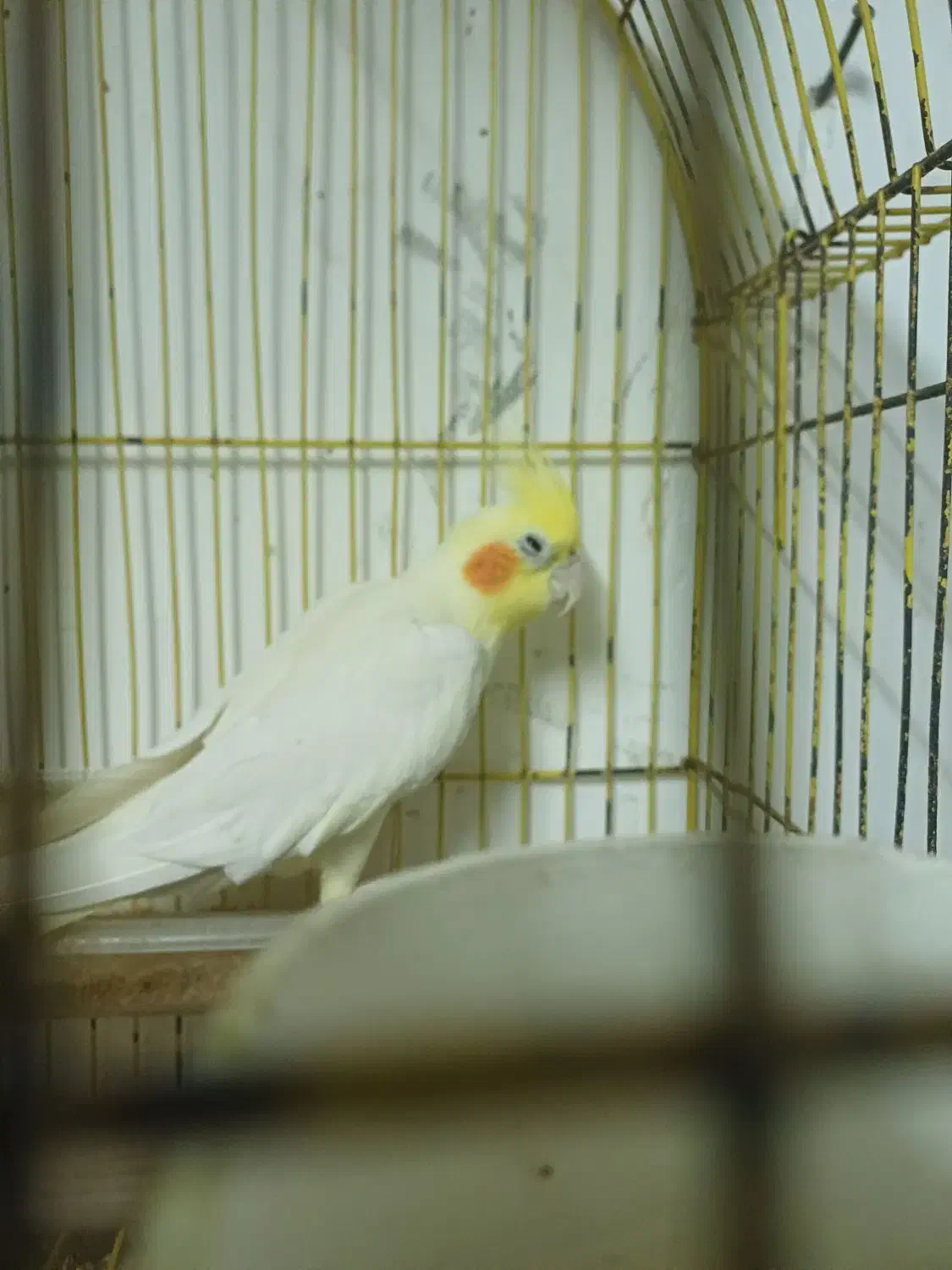 عروس معاوضه|پرنده|رشت, کوی فکوری|دیوار