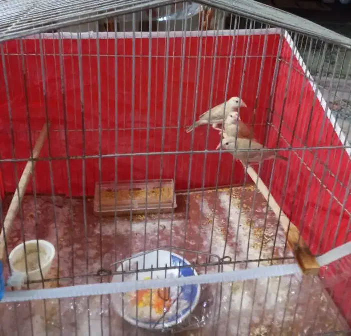 فنچ نرگسی شکلاتی|پرنده|شیراز, پودنک|دیوار