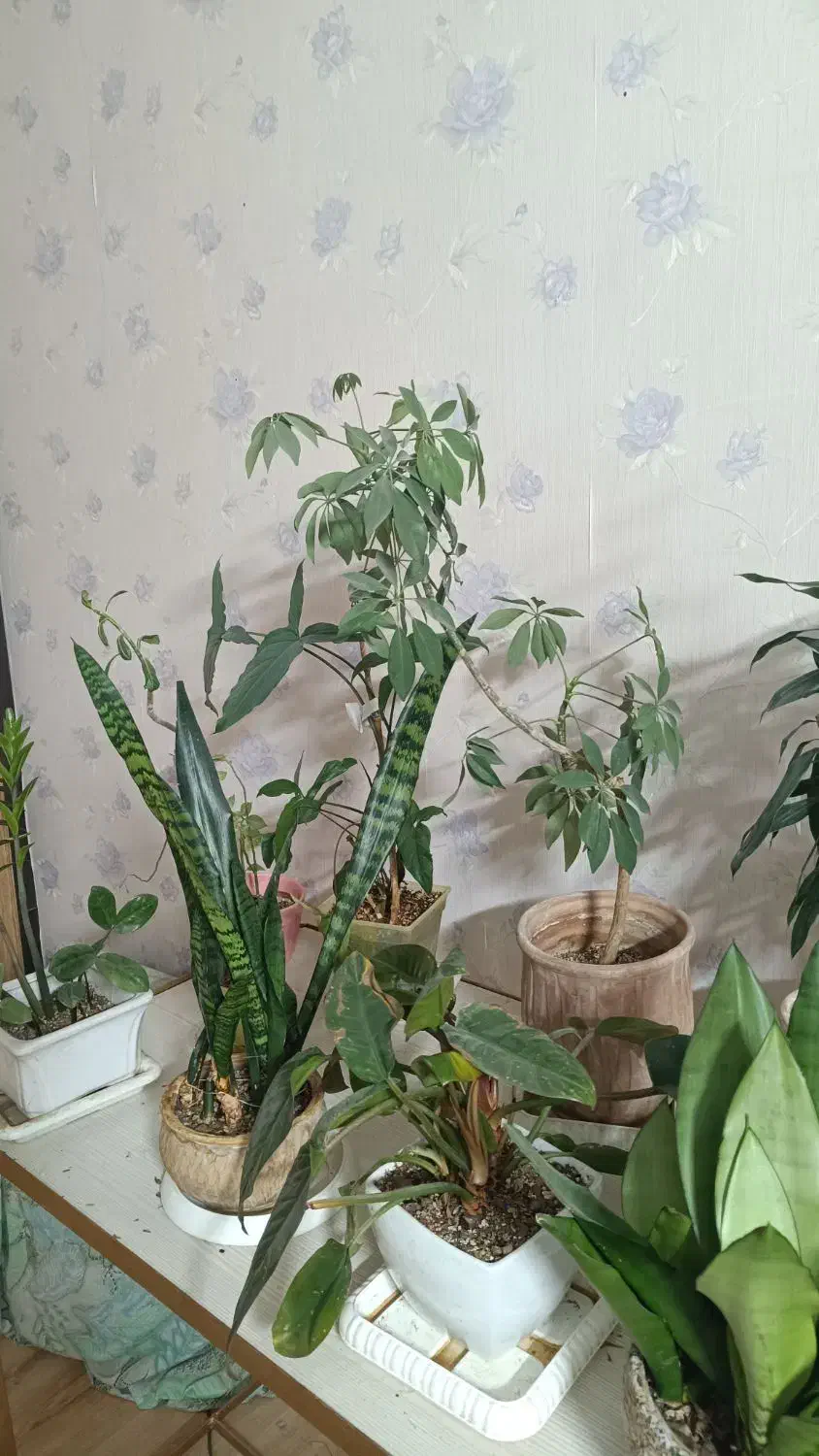 گل های آپارتمانی|گل و گیاه طبیعی|مشهد, بهاران|دیوار