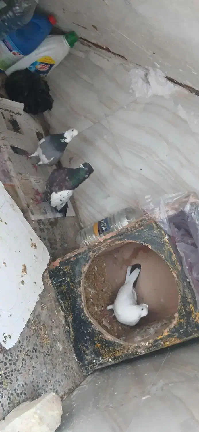 کبوتر|حیوانات|خرمآباد, |دیوار