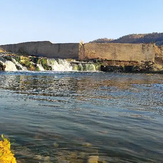 برنج چمپا|خوردنی و آشامیدنی|لردگان, |دیوار