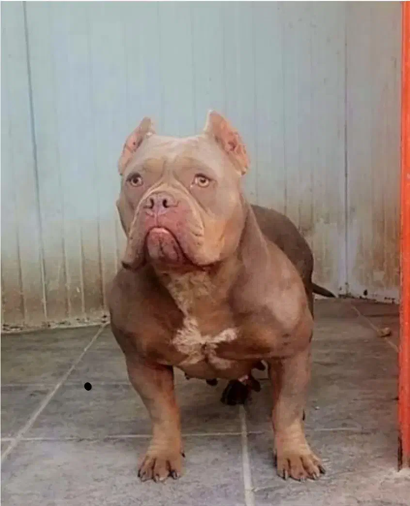 سگ اگزوتیگ|سگ|تهران, تهرانپارس شرقی|دیوار