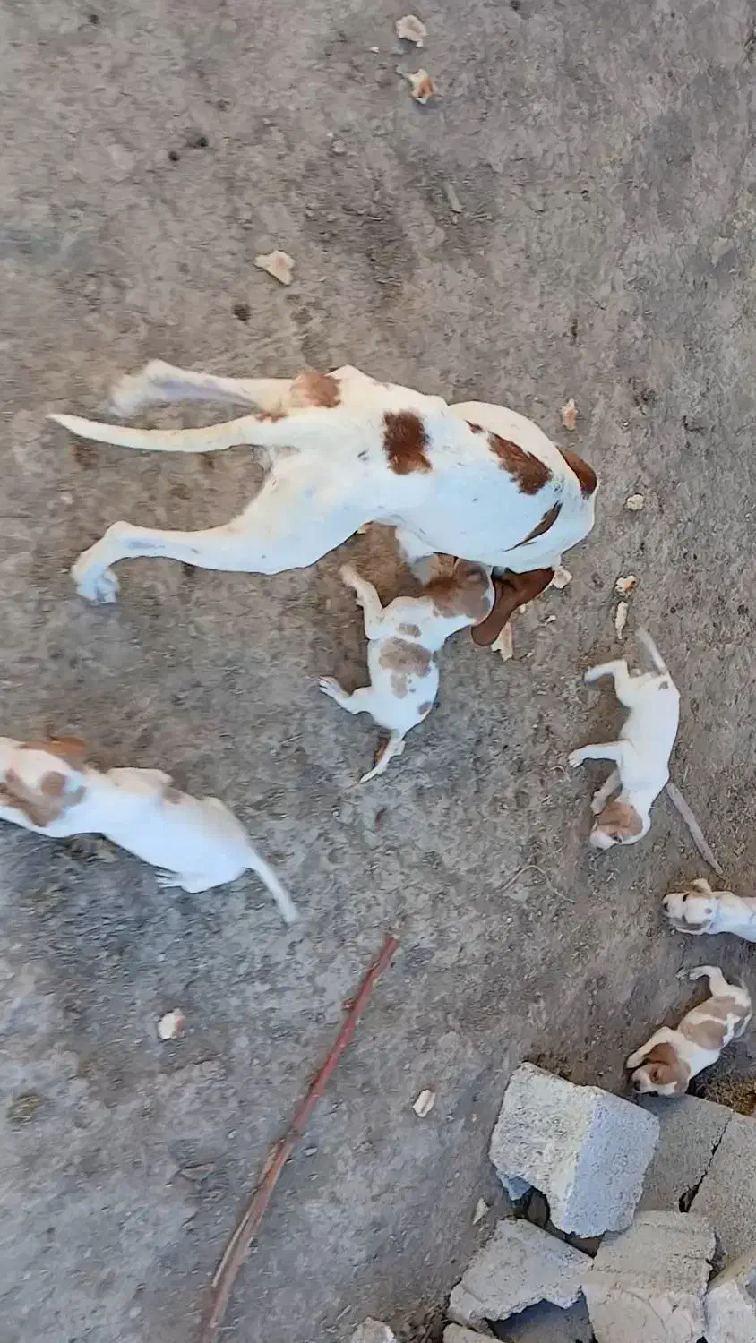 توله سگ شکاری پوینتر انگلیس دنبلانی|سگ|گلی داغ, |دیوار