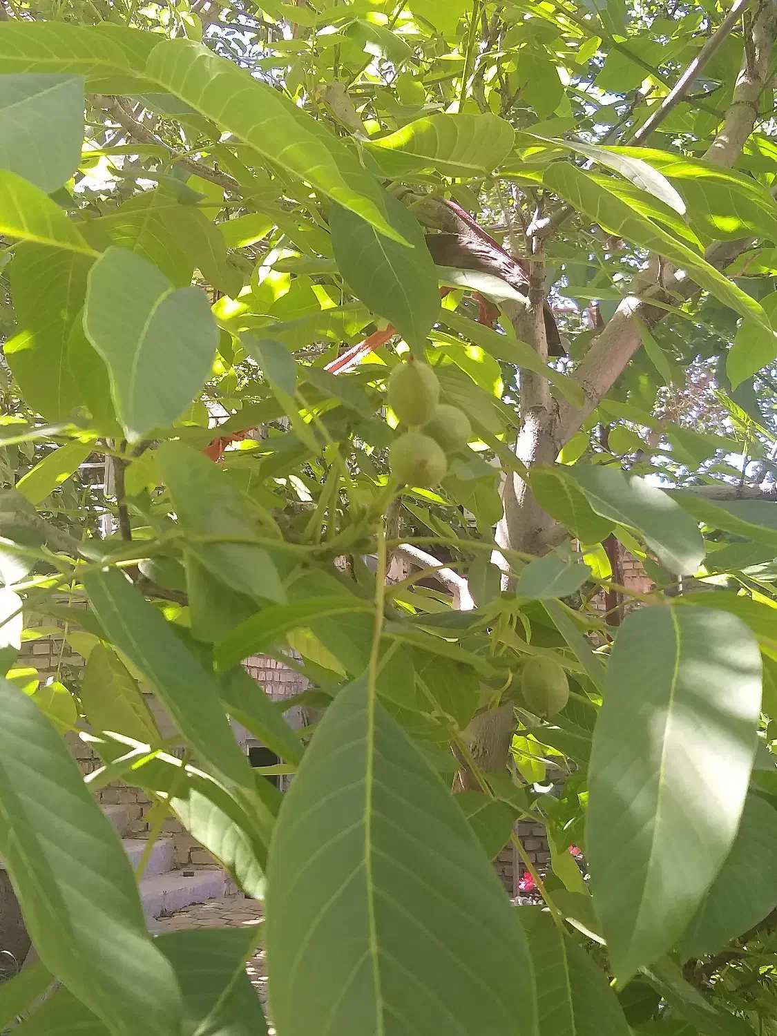 خانه باغ|فروش خانه و ویلا|خضر آباد, |دیوار