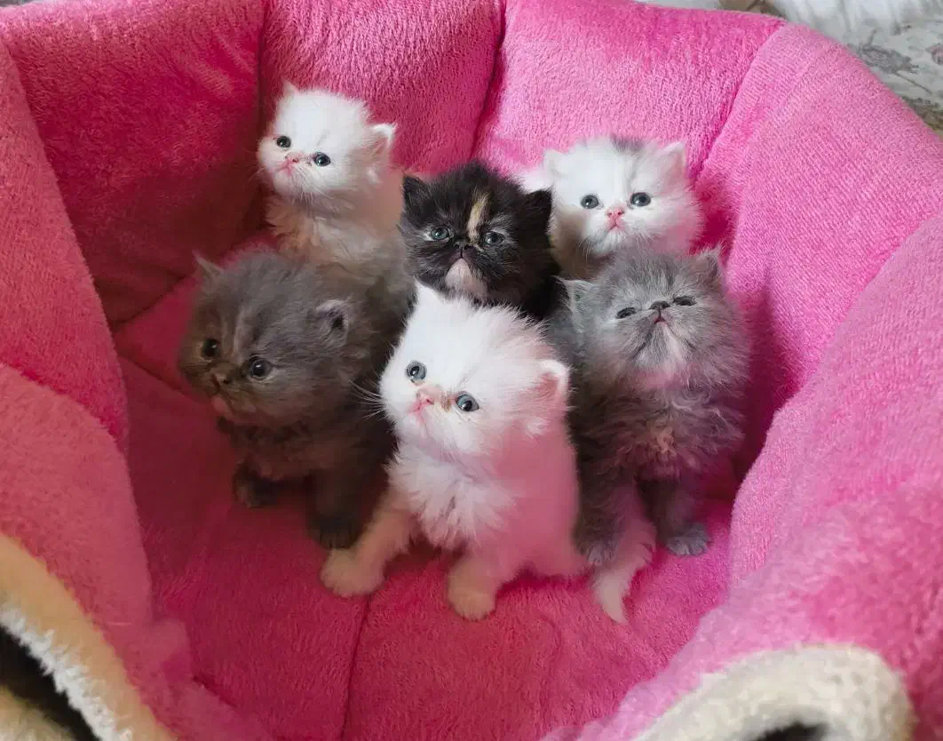 گربه پرشین اصیل عروسکی|گربه|اصفهان, ملکشهر|دیوار