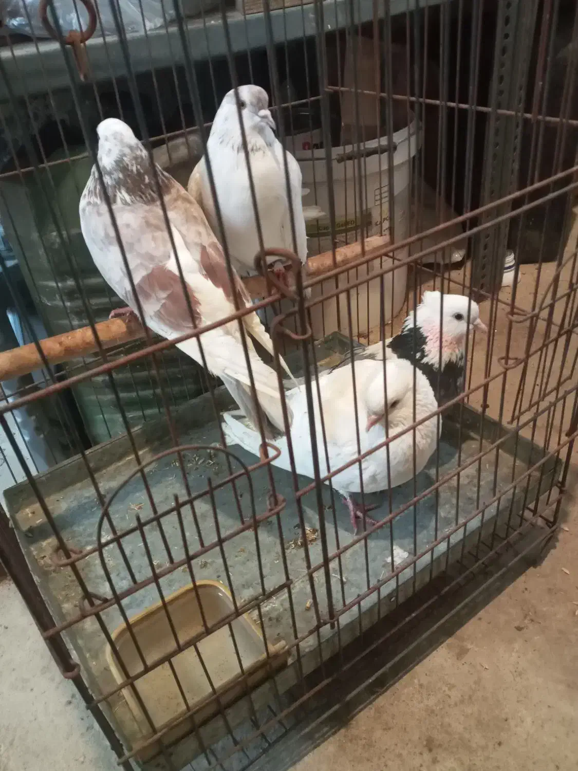 کبوتر پرشی|پرنده|آکند, |دیوار