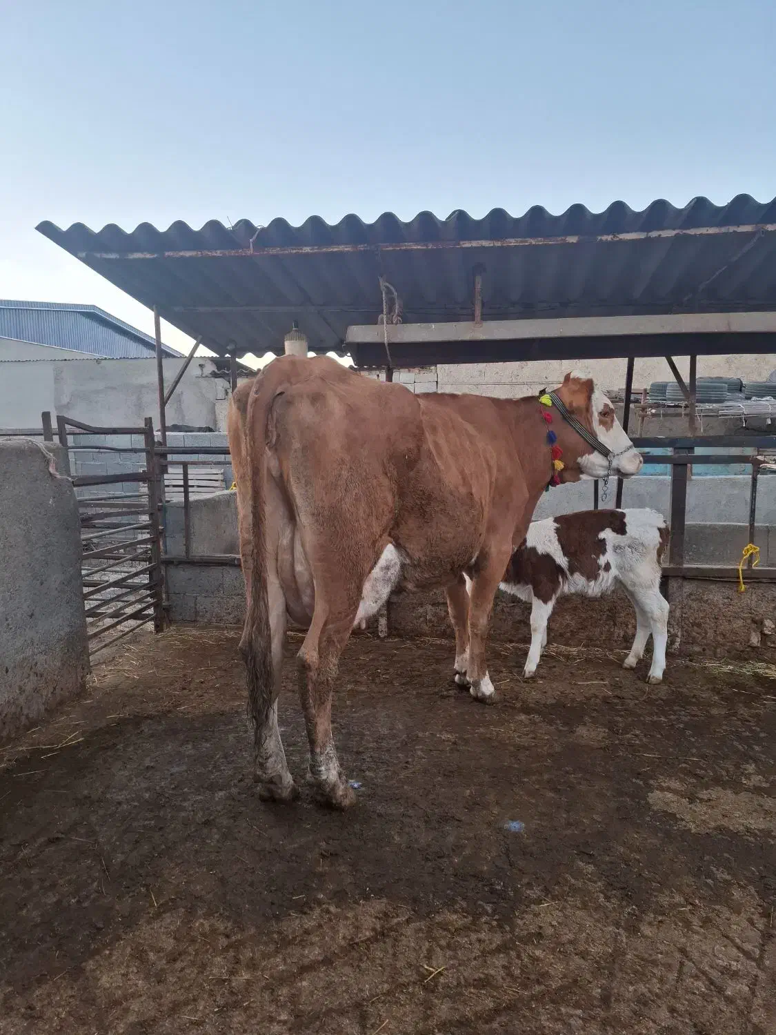 گاو سیمیتال قرمز|حیوانات مزرعه|گرگان, |دیوار