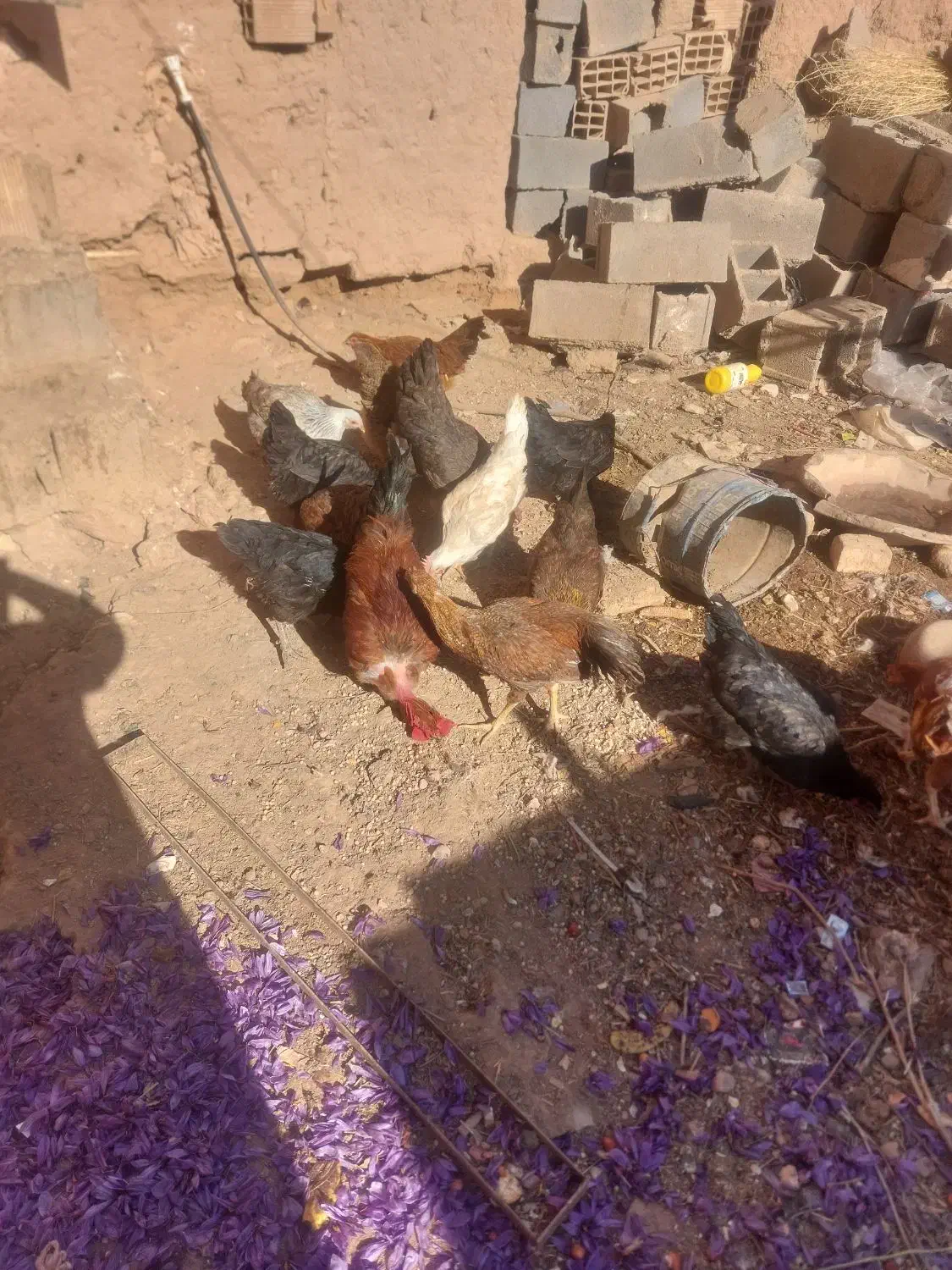 ۷تا مرغ جوان|حیوانات مزرعه|اسفراین, |دیوار