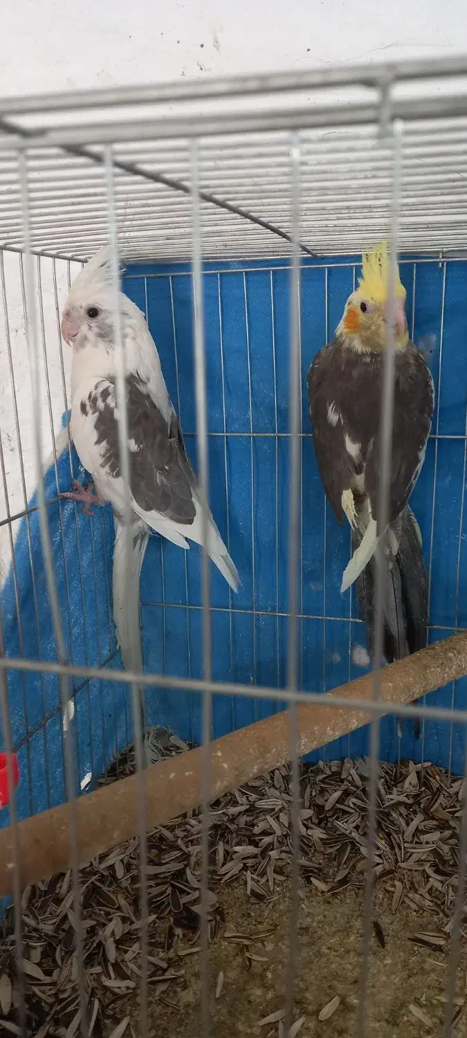 معاوظه عروس باقناری|پرنده|برخوار, |دیوار