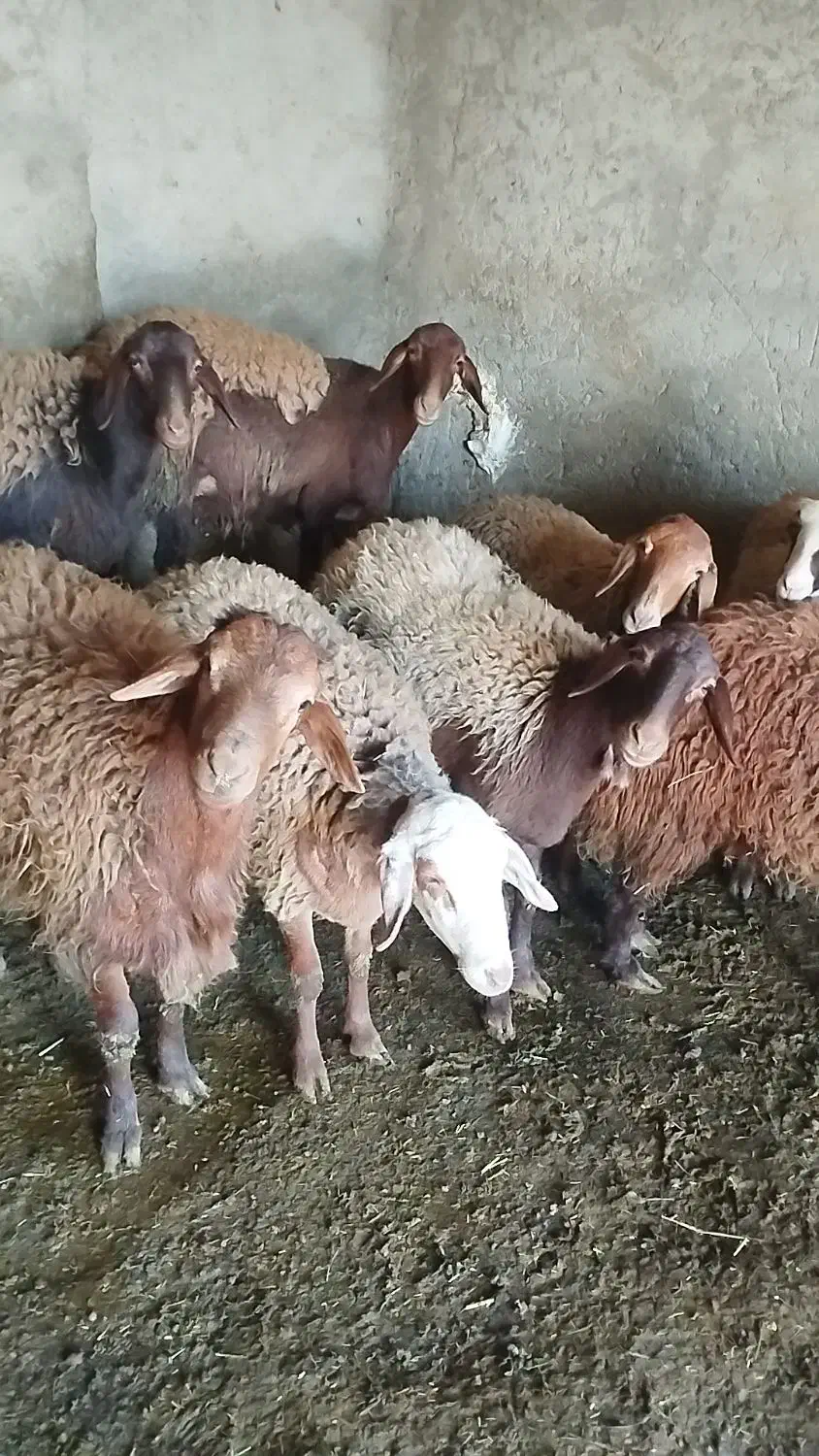 تعدادی گوسفندبرای فروش دارم9عددماده دوتا و هستند|حیوانات مزرعه|صحنه, |دیوار