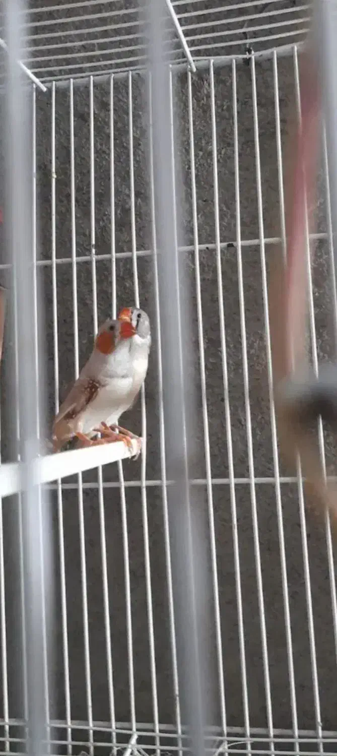 یه جفت فنچ تخم جوجه درست|پرنده|بردسکن, |دیوار