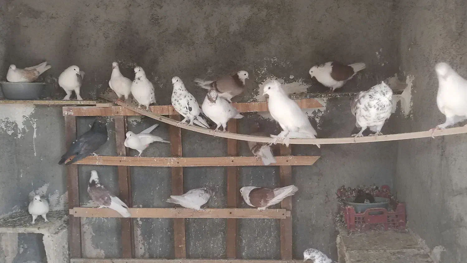 کبوتر فرروشی بصورت یکجا میفروشم|پرنده|پیر بکران, |دیوار