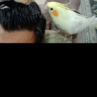 گم شده|حیوانات|آبادان, |دیوار