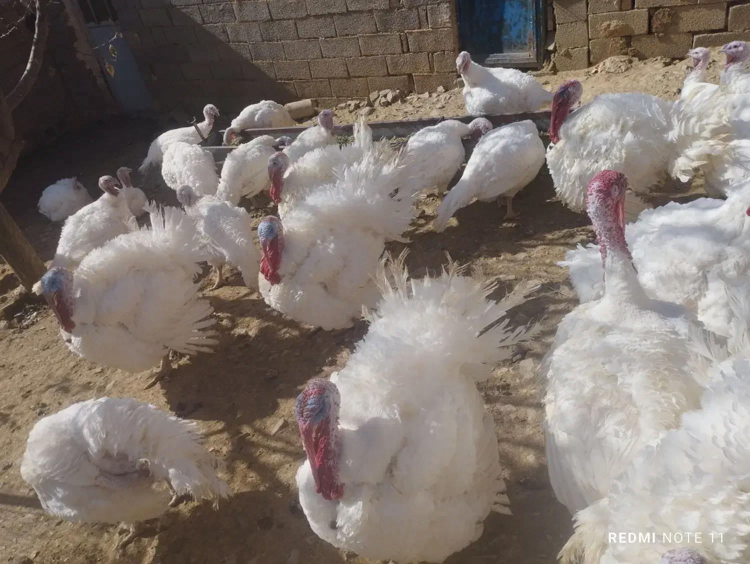 بوقلمون گوشتی با روش سنتی|حیوانات مزرعه|امام, |دیوار