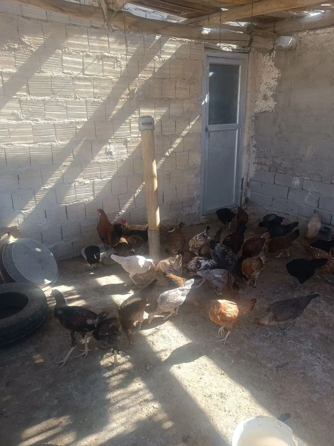 مرغ خروس جوجه|حیوانات مزرعه|زاهدان, |دیوار