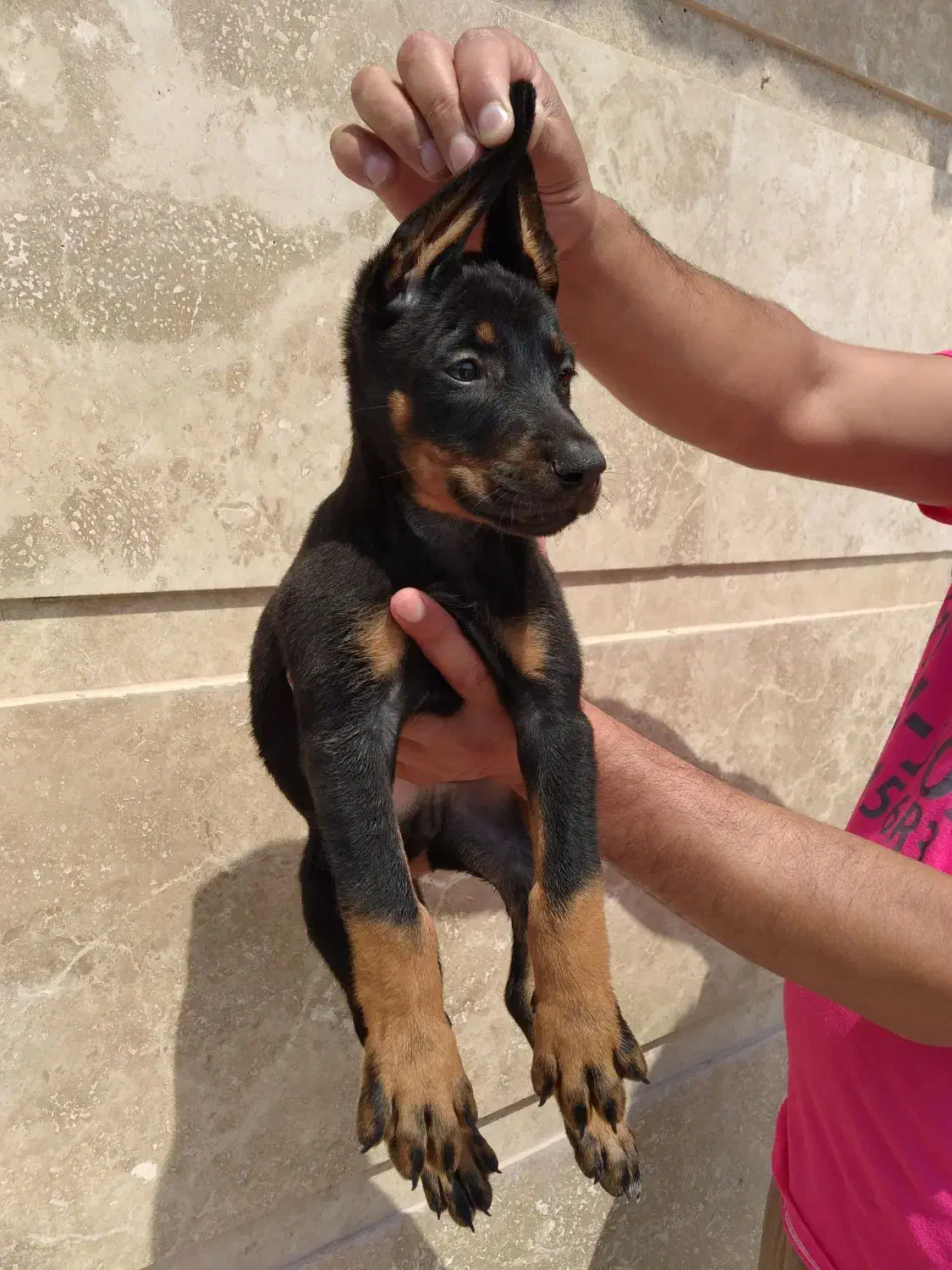 توله دوبرمن اروپایی نر و ماده (فی۳۵م)|سگ|تهران, جنتآباد مرکزی|دیوار