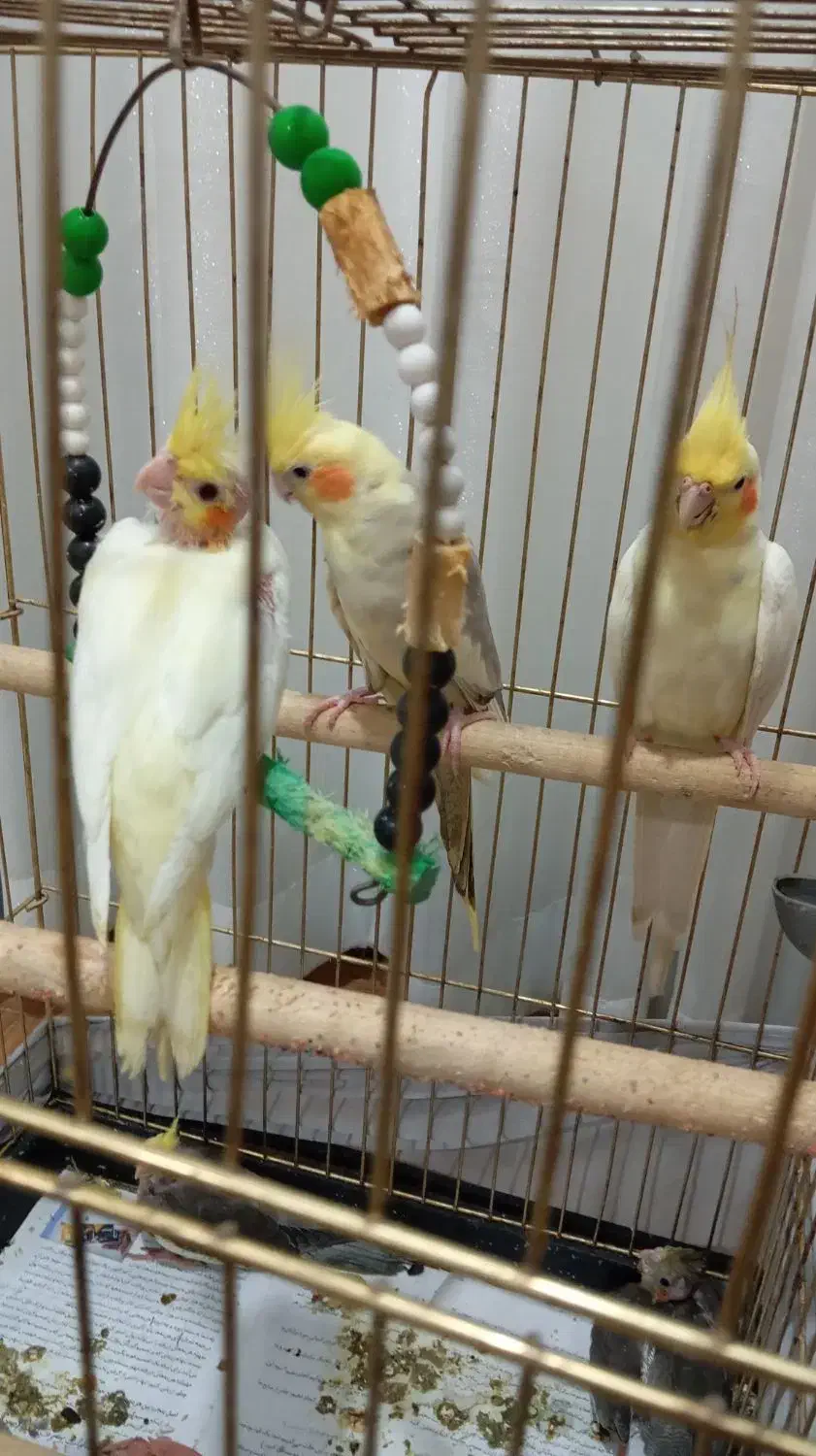 جوجه عروس هلندی ۲ماهه|پرنده|شفت, |دیوار