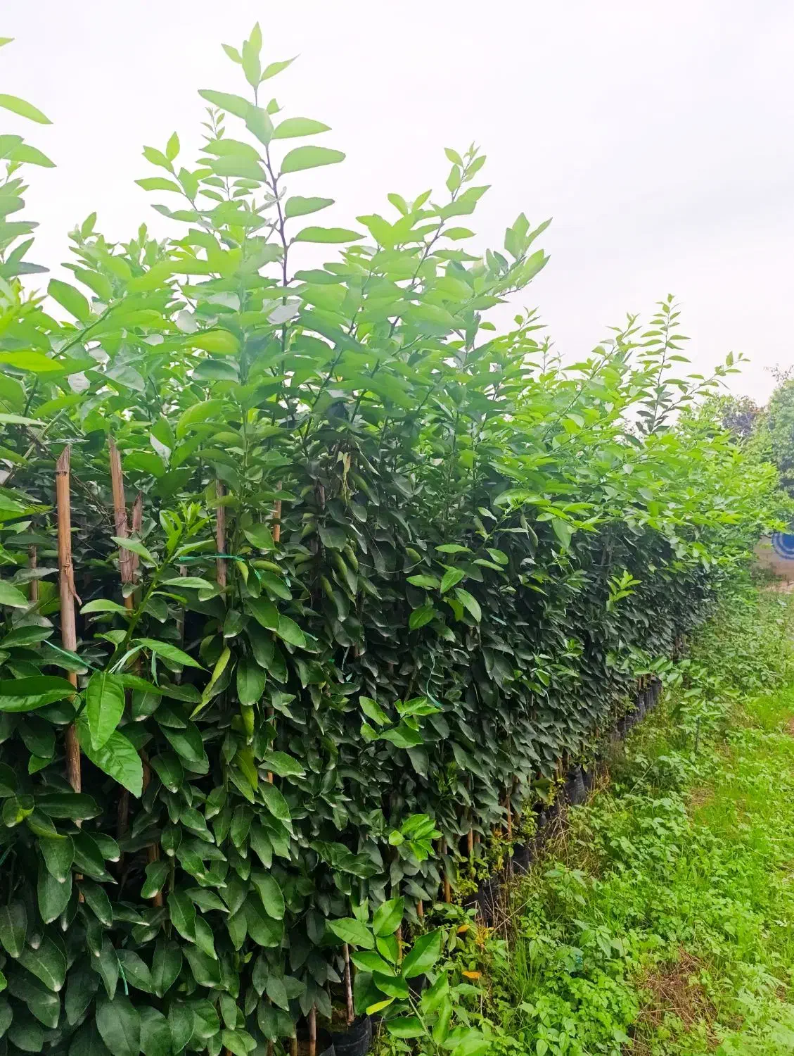 انواع نهال مرکبات وسیاه ریشه موجوده|خدمات باغبانی و درختکاری|قائمشهر, |دیوار