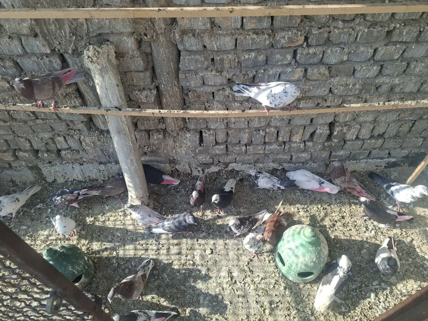 کفتر تهرانی|پرنده|قرچک, مهدیه|دیوار