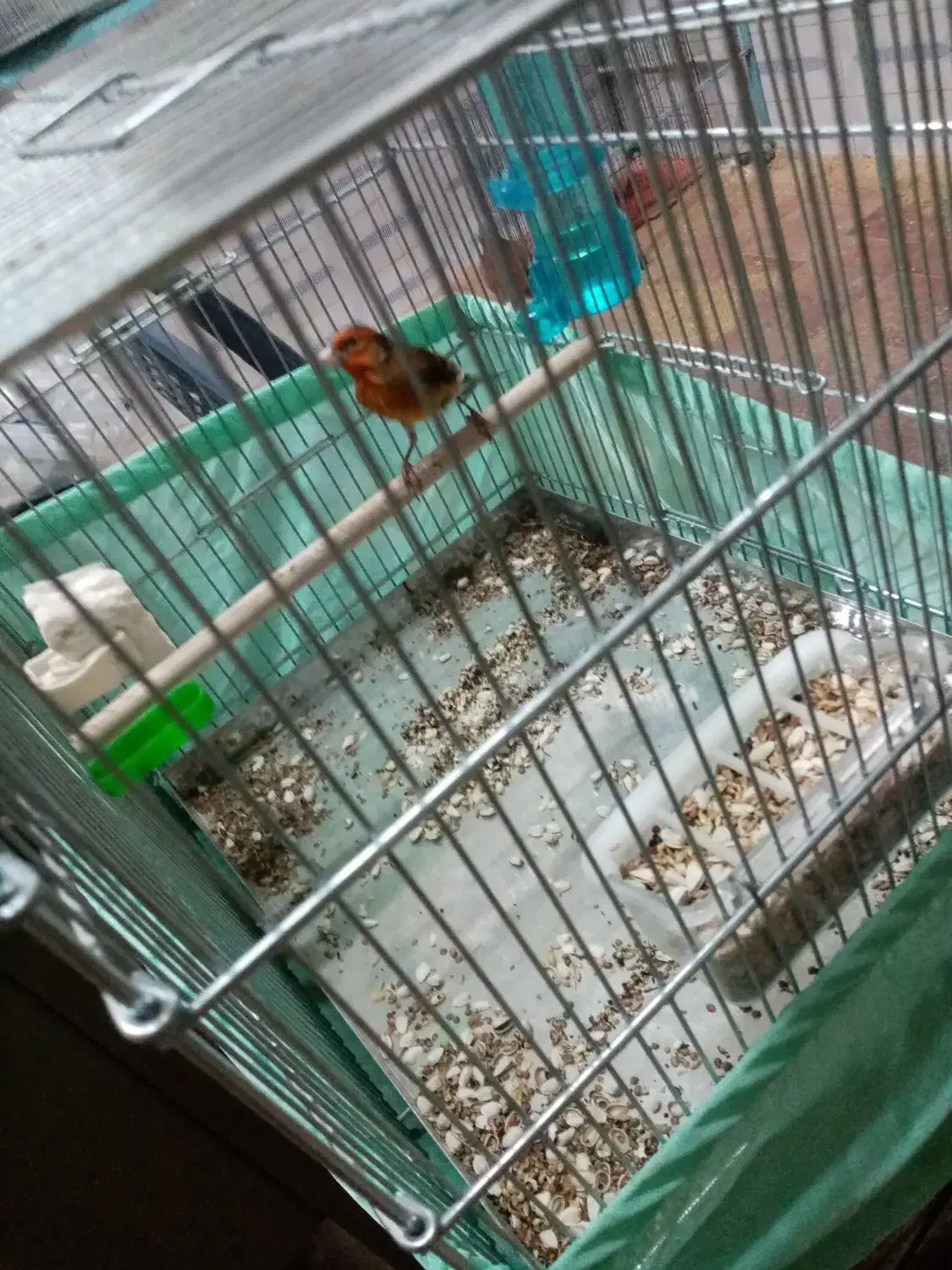 سهره قناری نر بخون|پرنده|ارومیه, |دیوار