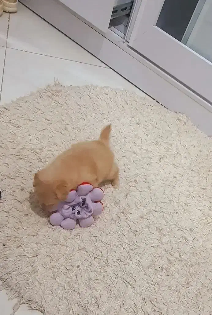 مالتیپو|سگ|قم, انسجام|دیوار