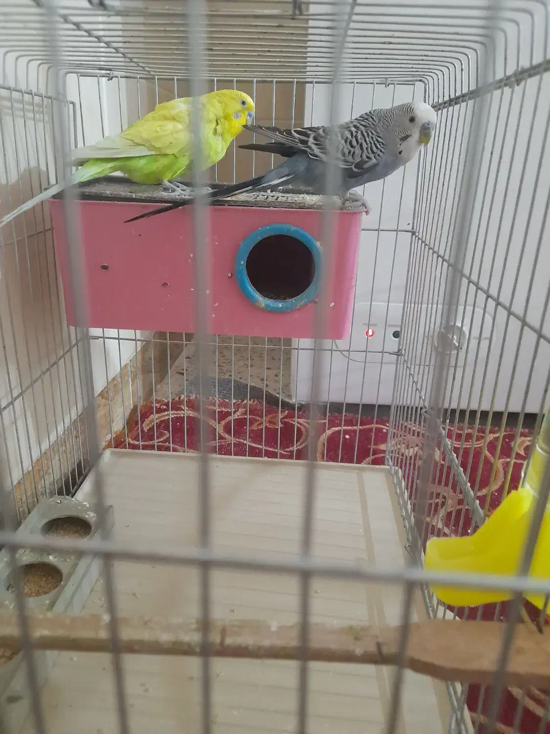 یک جفت مرغ عشق|پرنده|برازجان, |دیوار