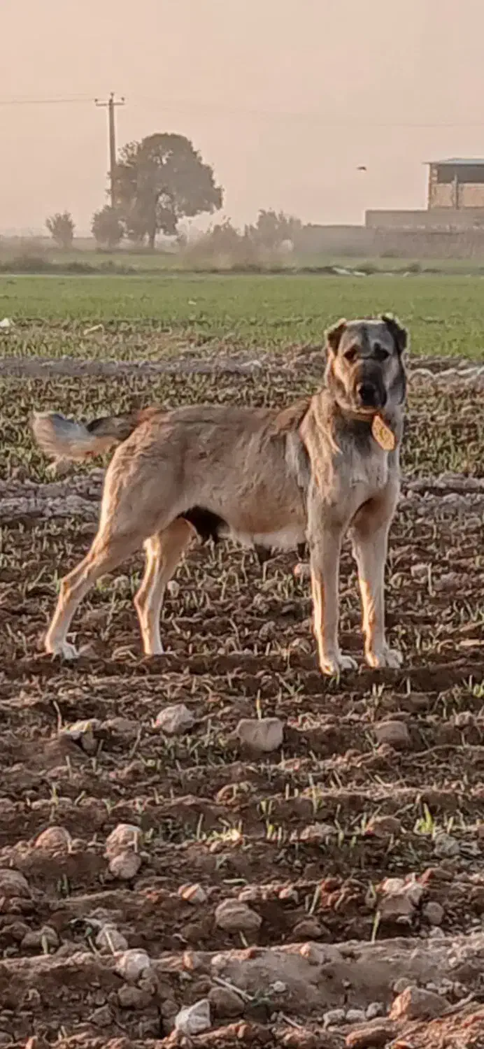 لاس گله ای|حیوانات مزرعه|گرمسار, |دیوار