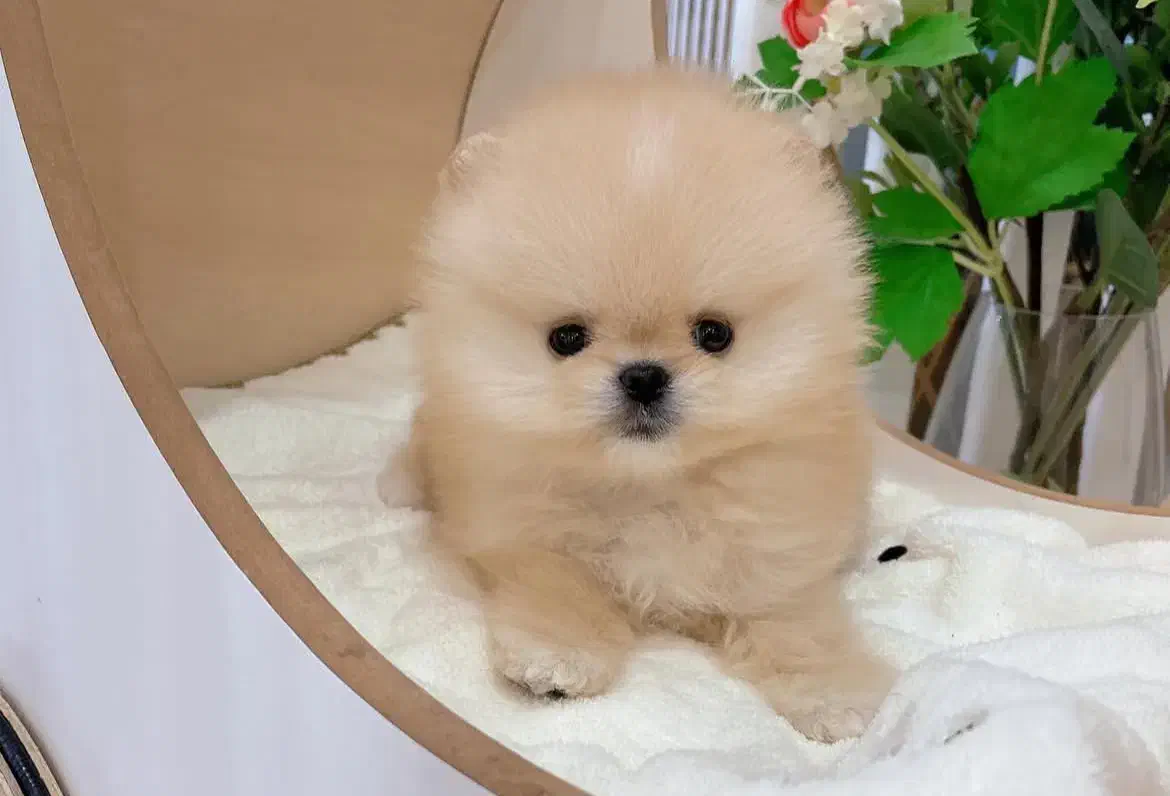 مالتیپوو|سگ|تهران, صادقیه|دیوار